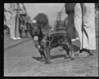 Marine wins "ugliest dog" at Mutt Show, Montrose, 1935