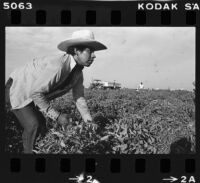 Mexican migrant worker harvests melons in Fresno (Calif.)