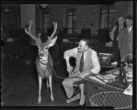 "Chiefie" the deer and L. A. Times editor Bill Wayne, Los Angeles, 1936