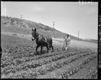 Mexican American farmer plows his field in Palos Verdes (Calif.)