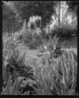 Agave plants at the Desert Garden at the Huntington Botanical Gardens, San Marino, 1927-1939