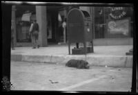 Dog resting on a commercial street next to a mailbox after the Long Beach earthquake, Southern California, 1933