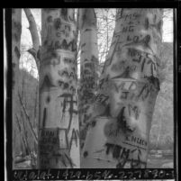 Trees along the San Gabriel River with words carved into their trunks, Calif., 1965