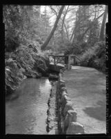 Know Your City No.103 Fern Dell in Griffith Park, Los Angeles, 1956