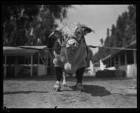 Hereford on display at the Southern California Fair, Riverside, 1929