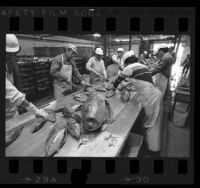 Fish cutters working at CHB Foods' tuna cannery in Los Angeles, Calif., 1985