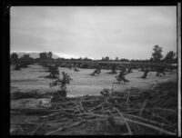 Agricultural field with mud and plant debris after the flood caused by the failure of the Saint Francis Dam, Santa Clara River Valley (Calif.), 1928