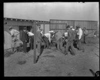 Investigators dig for evidence at the Northcott family's chicken coop, Riverside County, 1928