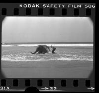 Circus Vargas elephant Lucy, escorted by trainer Bones Craig, taking a dip in ocean at Venice Beach, Calif., 1976