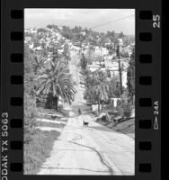 View looking down Eldred Street, steepest street with 33% grade in Los Angeles, Calif., 1986