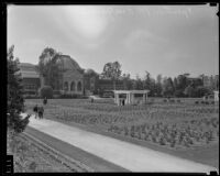 Rose garden in Exposition Park, Los Angeles, 1928-1939