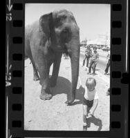 People watching Ringling Brothers and Barnum & Bailey Circus elephant being led from train in Los Angeles, Calif., 1975