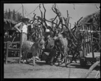 Man with pony and deer in front of a rustic animal pen at the Old Spanish Days Fiesta, Santa Barbara, 1932