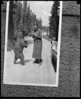 Woman in skirt and jacket, possibly murder victim Fay Sudow, feeding bear cub, [1910-1920?]