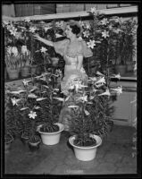 Miss Lillian Warde tending to potted lilies, Los Angeles, 1935