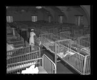 Pacific Colony nursery cribs jammed together due to overcrowding, 1950