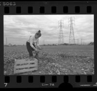 Patricia Baltazar harvesting field where Century Freeway will be built, Los Angeles, 1986