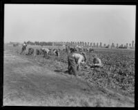 Men working in a vegetable field at the Los Angeles County Farm, Downey, 1920-1939