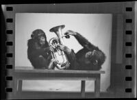 Chimpanzees and euphonium, Los Angeles, 1938