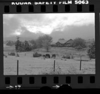 Horses feeding in snowy farmyard off Interstate 5 at Gorman, Los Angeles, 1978