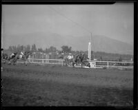 "Great Lover," "Ima Count," "Euryalis" and "Sundad" finishing a race at Santa Anita Park, Arcadia, 1936