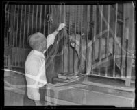 W. J. Richards and June the puma at the California Zoological Gardens, Los Angeles, 1936