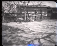 Baron Auckland's pet wolves in their pen, Los Angeles, 1925