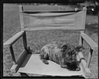 William F. Gettle's dog Rags without his owner, Beverly Hills, 1934