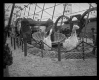 American Fruit Growers display at the Valencia Orange Show, Anaheim, 1921