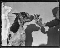 Great Dane and pup, Los Angeles, 1935