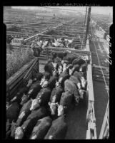 Man driving cattle through chute at Los Angeles Union Stock Yards, 1950