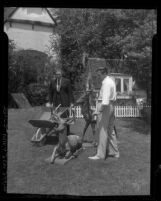 Walt Disney and General Salvage Chief for Calif. Joseph F. MacCaughtry collecting metal lawn ornaments off Disney's lawn for war effort, 1942