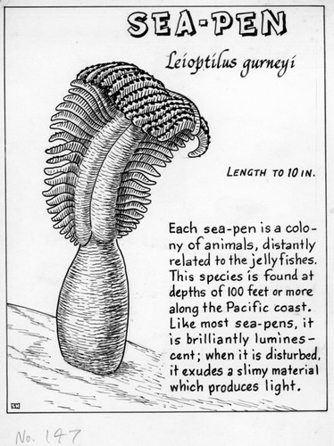 Sea-pen: Leioptilus gurneyi (illustration from "The Ocean World")