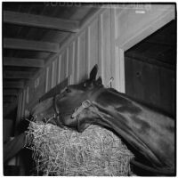 Race horse Enfilade in the Santa Anita Park stables, Arcadia, March 9, 1946