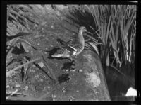 Duck and three ducklings standing by the water in Westlake Park, Los Angeles