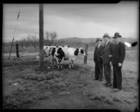 Three cooperative supporters pictured with cows, Los Angeles, 1930s