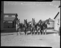 Los Angeles County's prize-winning Belgian draft horses are sold at auction. April 18, 1934