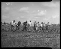 Men hoe lettuce at a community garden, circa February 1934