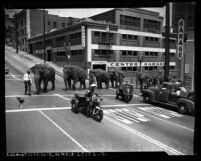 Elephants from Cole Brothers Circus crossing Olive Street with police escort in Los Angeles, Calif., 1953