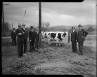 James J. Boyle, Rex Thomson, Lew Harwood, C.C. Talbot, and Culbert Olson pictured with cows at a cooperative, Los Angeles, 1930s