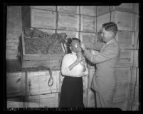 Los Angeles County purchasing agent, J. W. Hughes in 1942, fitting gas mask on Marcia L. Jones