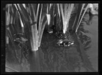 Ducklings swimming around the reeds in Westlake Park, Los Angeles