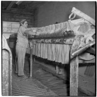 Employee using a machine to cut clay into slabs at the Universal Vitreous China Factory, Mentone, circa 1948