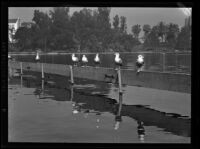 Seven seagulls perched on a board over the water in Westlake Park, Los Angeles