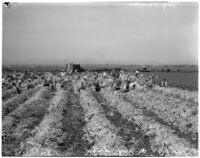 Japanese American workers return to harvest celery fields in Venice after going on strike, Los Angeles, 1936