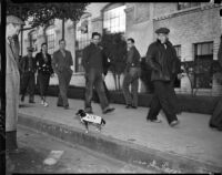 Group of unidentified men involved with the Douglas Aircraft Corporation plant strike marching past a dog, Santa Monica, 1937
