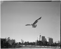 Seagull in flight