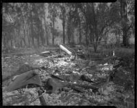 Aftermath of a forest fire, Altadena, California, October 1935