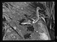 Duck and three ducklings standing on a rock by the water in Westlake Park, Los Angeles