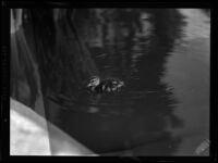 Duckling in the water at Westlake Park, Los Angeles